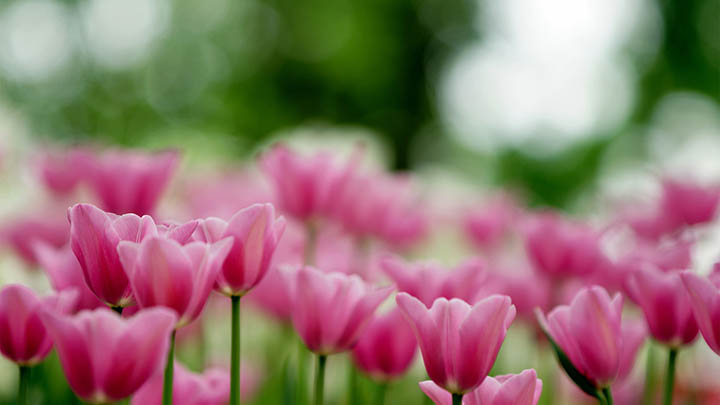 WPS批量下载秘籍大曝光:如何在2025年轻松实现文件高速获取? api img 6967706c2a716