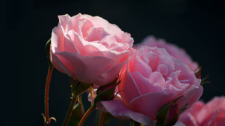 下载WPS软件的正确步骤揭密:安装指南全解析! api img 696b87889ca0a