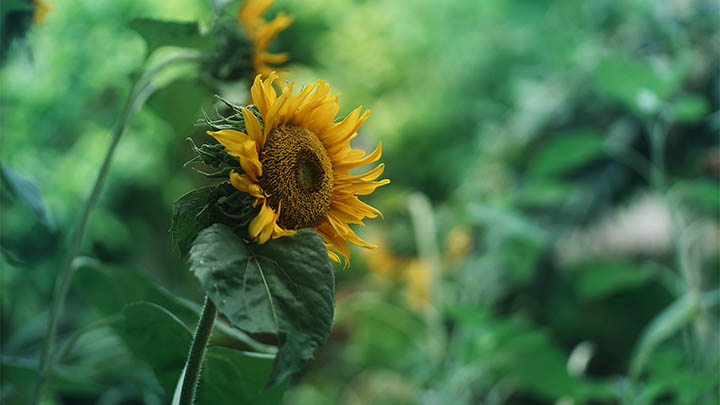 如何防止腾讯WPS下载?安装设置技巧全解析 如何防止腾讯WPS下载?安装设置技巧全解析 二