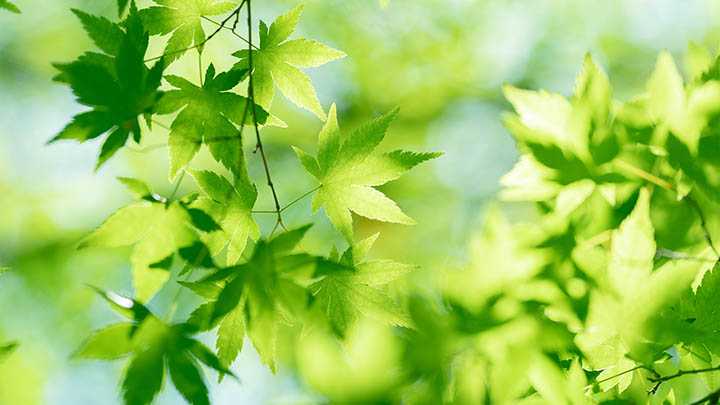 MacBook下载WPS指南+安装详细步骤 二