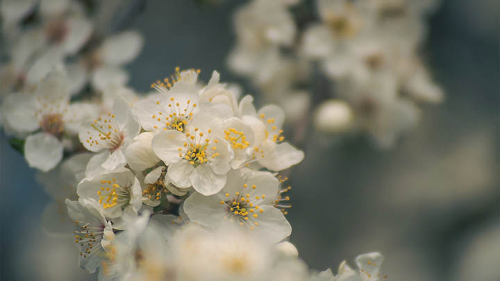 WPS软件下载：官方资源获取指南 二