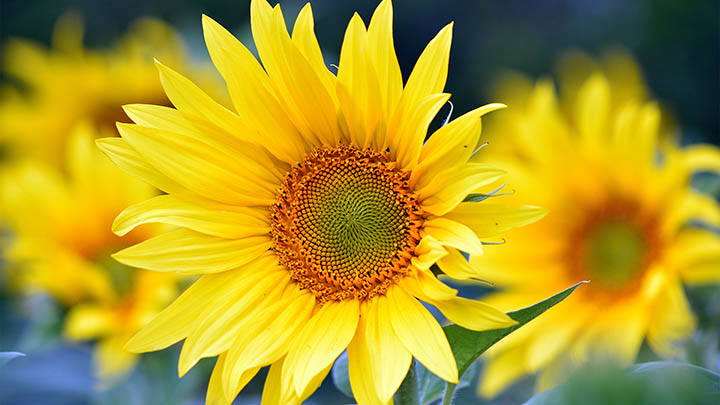 如何下载WPS？账号登录+官方渠道直接获取 二