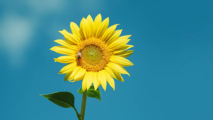 WPS下载指南：简体中文版获取攻略与高级功能介绍 二