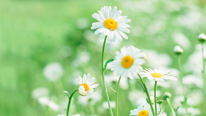 蓝色WPS下载指南+最新版本获取方式 二