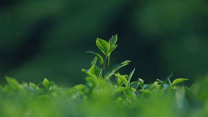 WPS屏保下载攻略+最新版获取途径 二