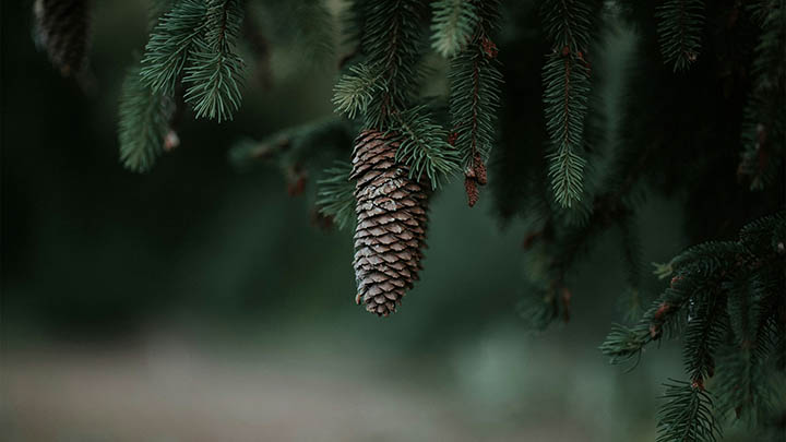 WPS中文下载指南：轻松掌握快速安装技巧 二